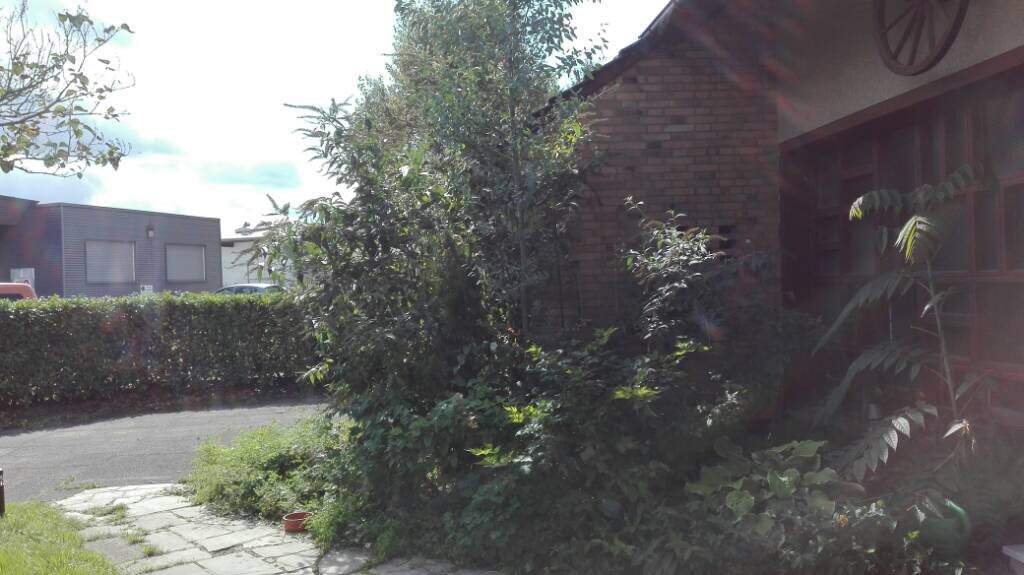 Hausfront mit Gartenpflanzen, Sträuchern und Hecke am Eingang