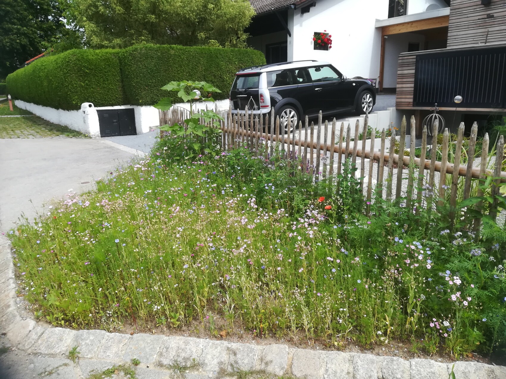 Blumenbeet mit bunten Wildblumen, Holzzaun, linke Hecke, schwarzer SUV vor dem Haus.