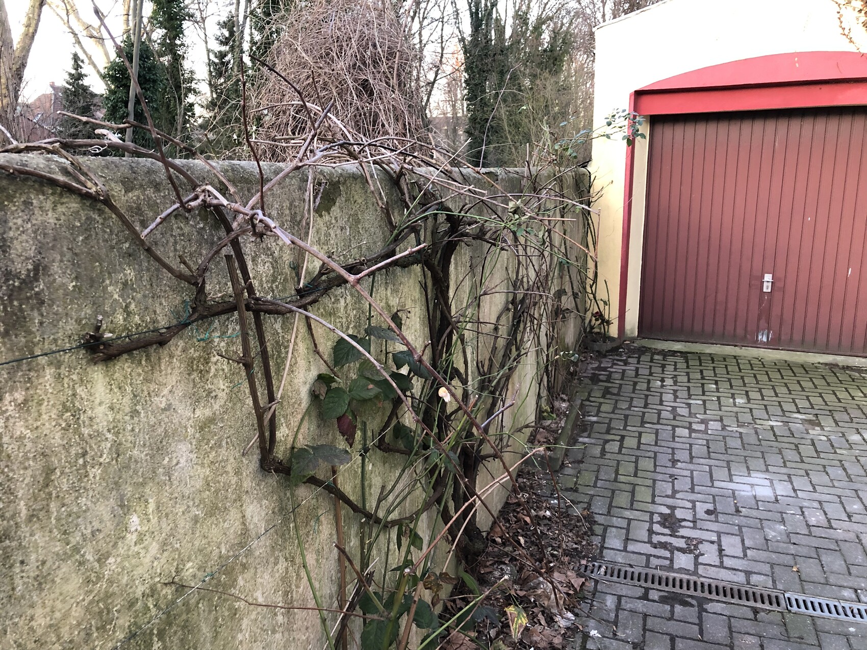 Außenbereich mit gepflastertem Vorplatz, Wand und rankende Ranken neben roter Garage.