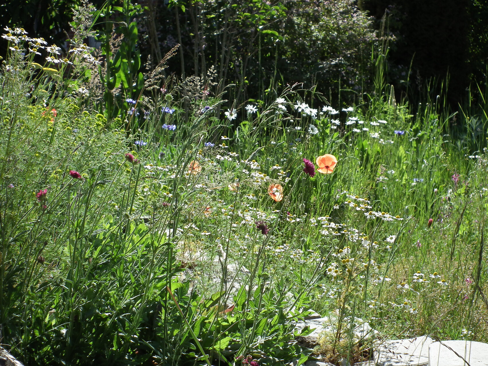 Bunte Wildblumen im Garten mit weißen Gänseblümchen und orangefarbenen Mohnblumen