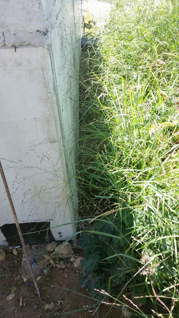 Gras und Unkraut wachsen am Fundament einer Gebäudewand im Außenbereich.