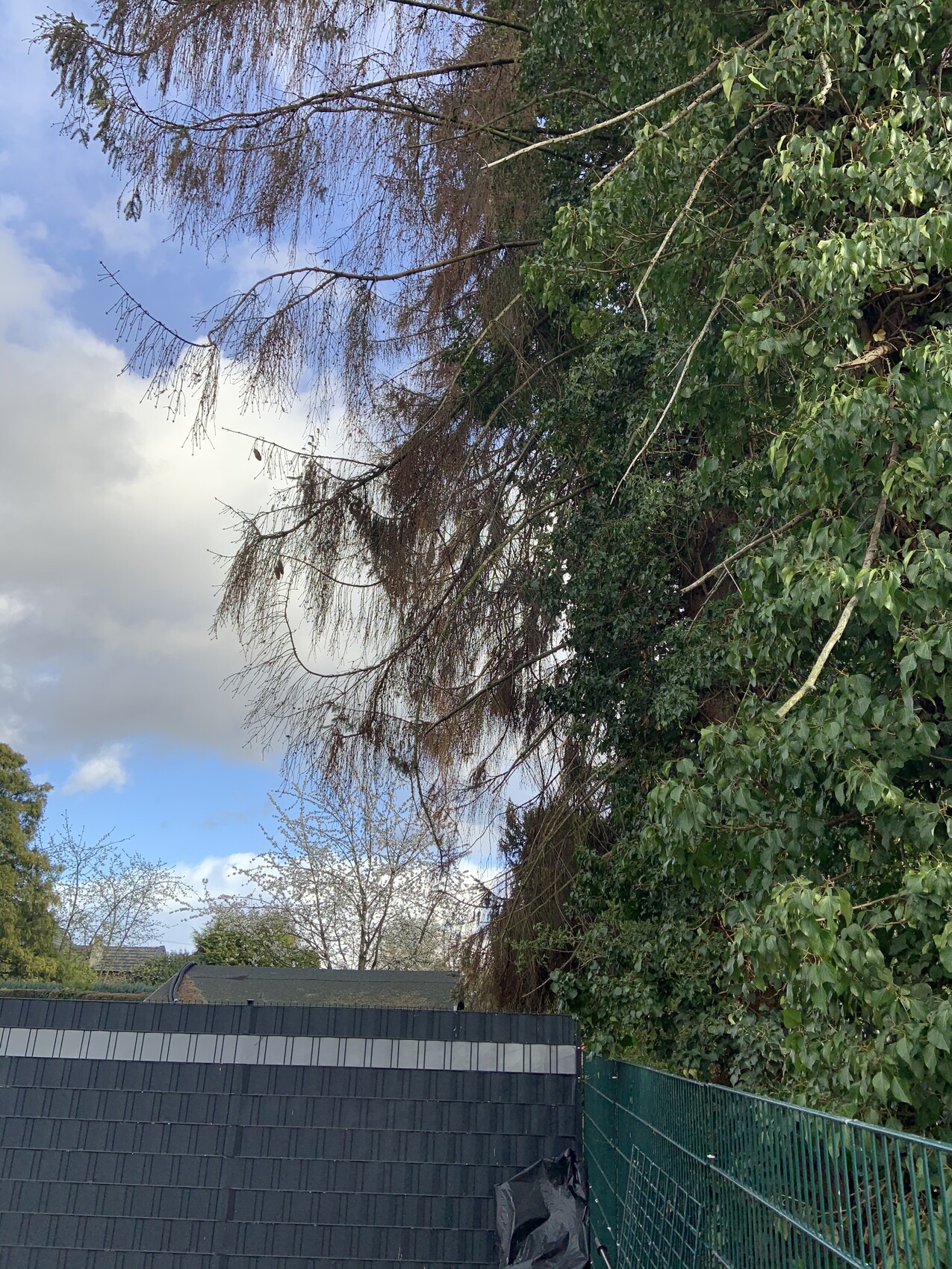 Gartenansicht mit grünem Maschendrahtzaun rechts, dichter Laubbaum, blauer Himmel.