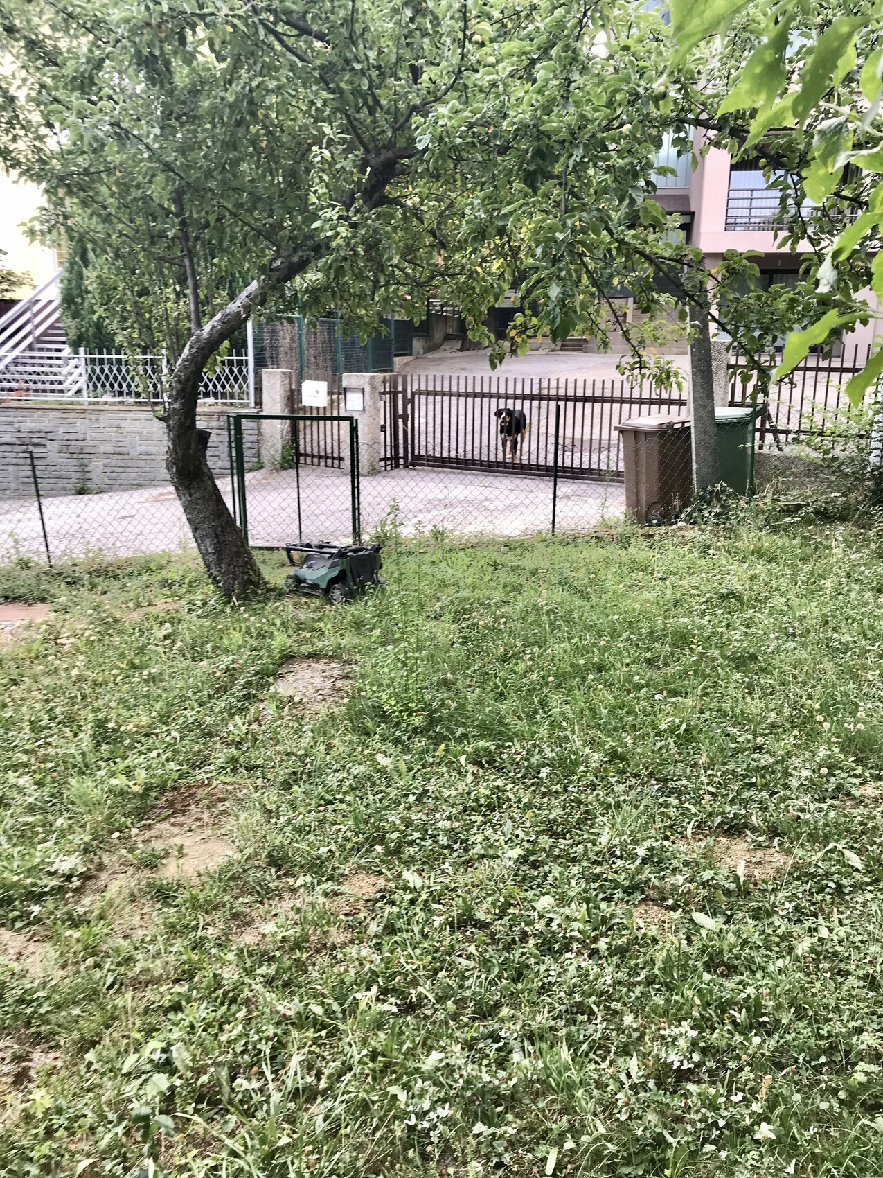 Gartenfläche mit Baum, Gartentor, Hund hinter dem Tor; Rasenmäher im Vordergrund.