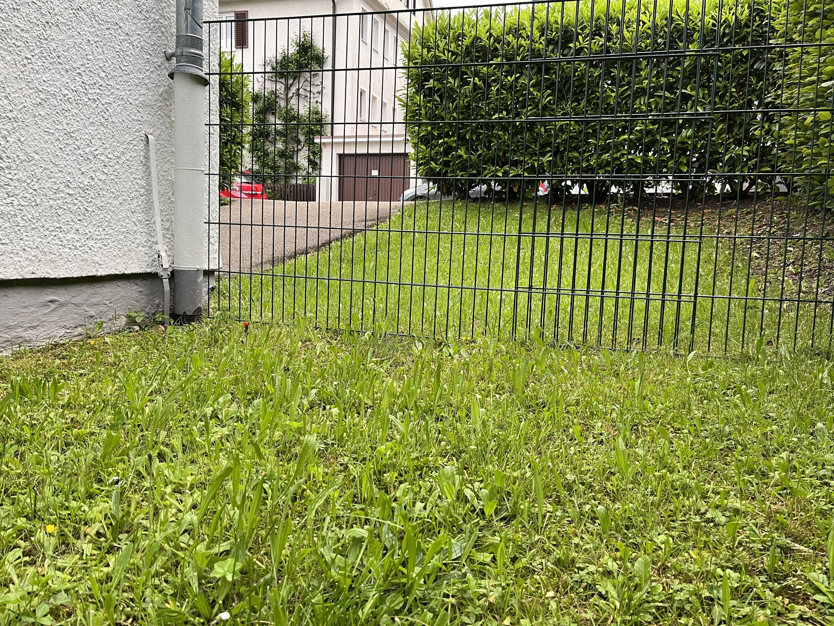 Grünes Gras vor einem Drahtzaun; links eine Hauswand, im Hintergrund Hecke und Garage.