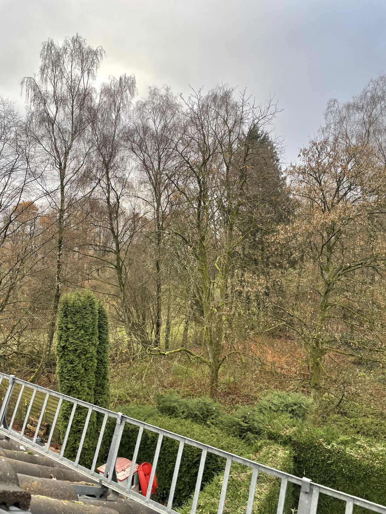 Kahle Bäume in einem Waldgarten, grüne Sträucher am Boden, Metallgeländer im Vordergrund.
