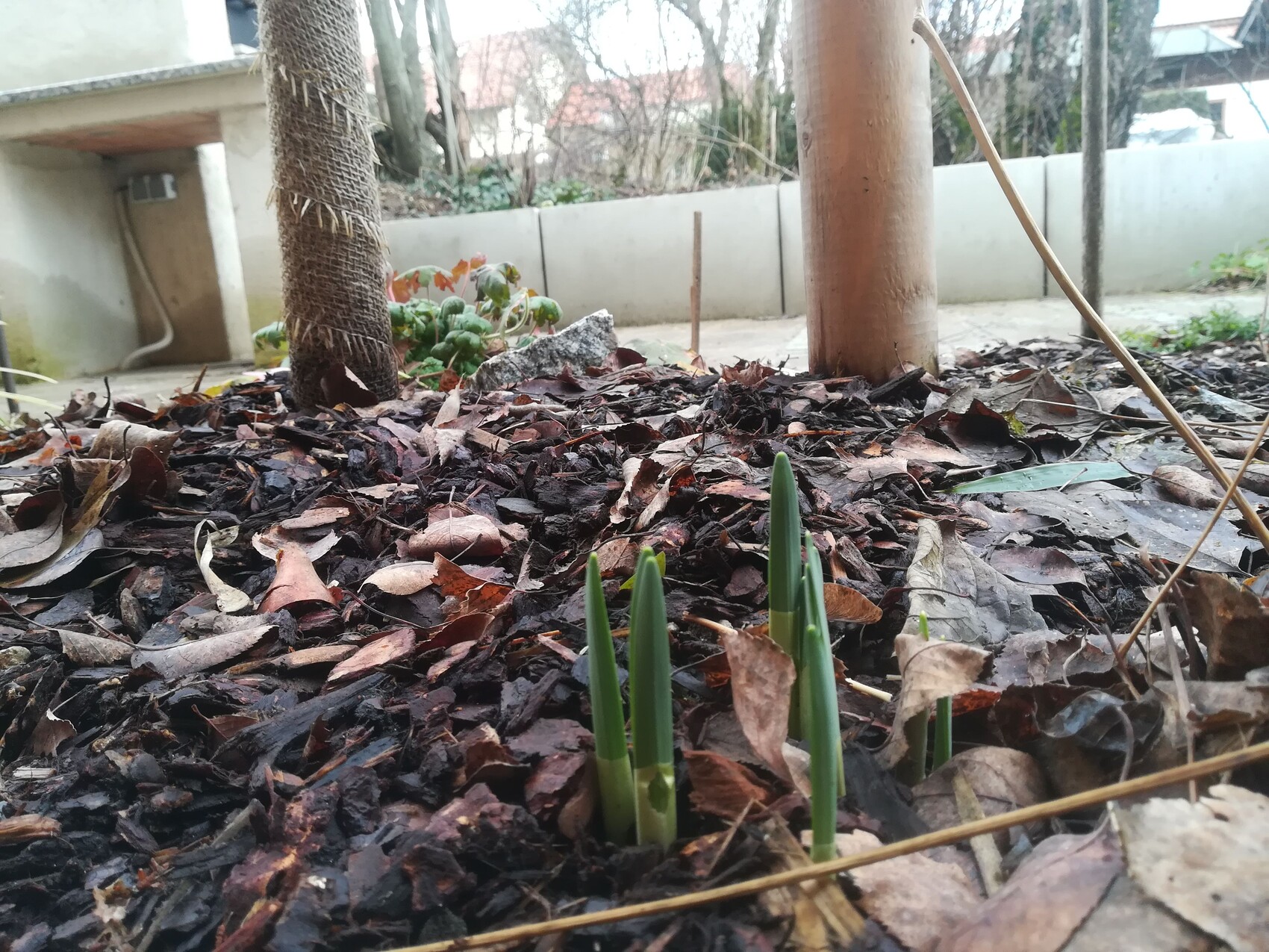 Grüne Triebe wachsen aus Laubmulch im Garten, zwischen Baumstämmen und Gartenboden.