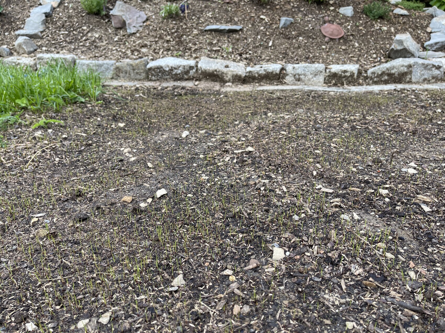 Gartenbeet mit jungen grünen Trieben aus dunkler Erde; Steinrand und Steine im Hintergrund.