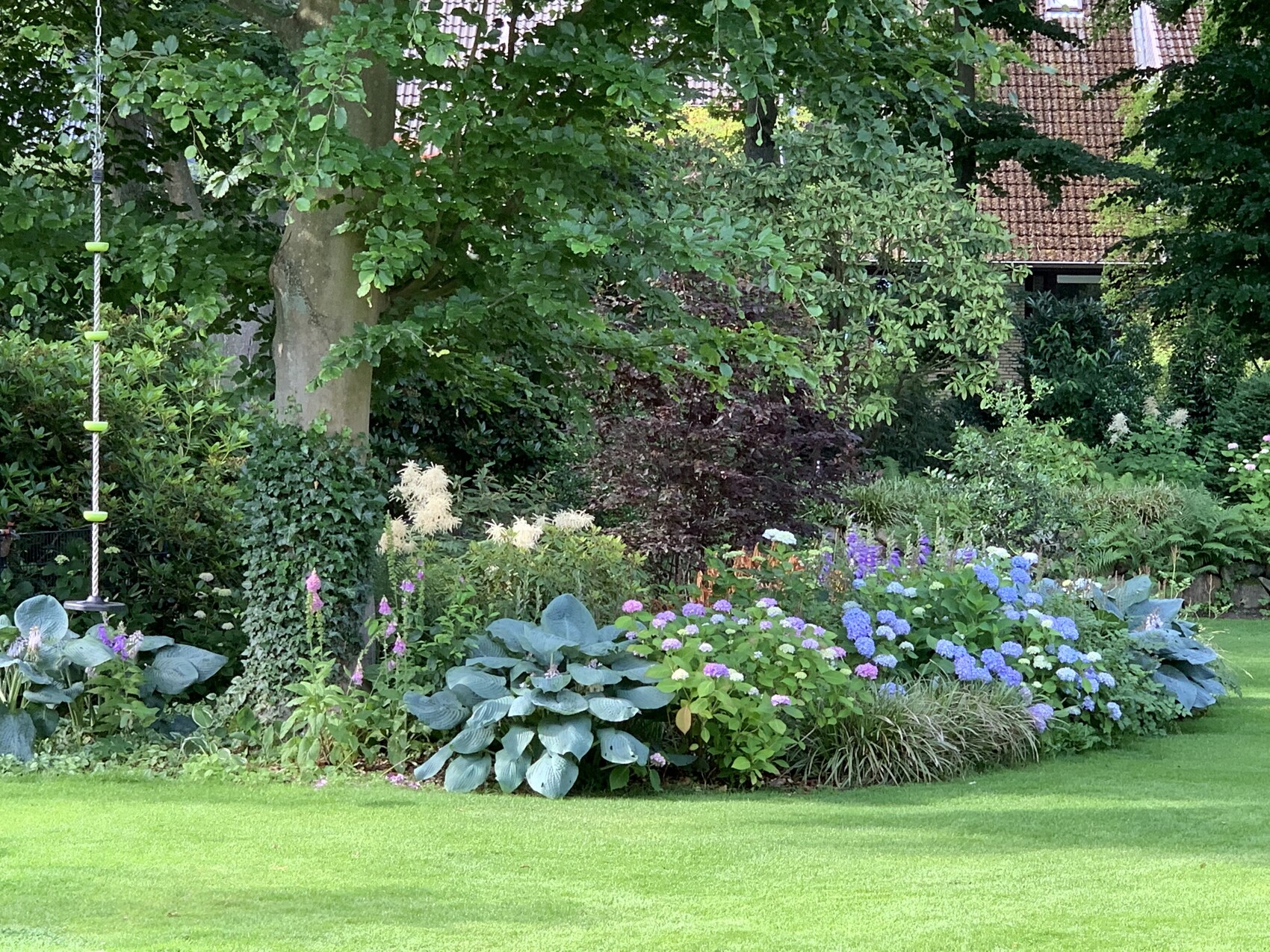Garten mit blauen Hydrangeen, großen Hostas, Baum, Kletterpflanze, Spielseil links und grünem Rasen