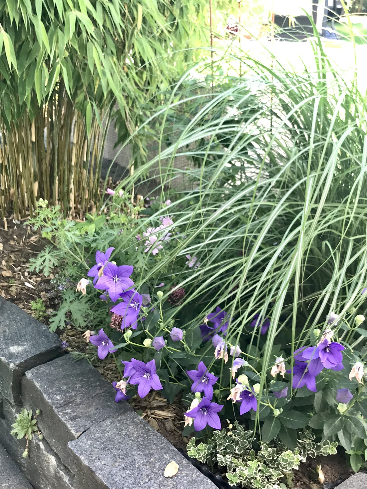 Gartenbeet mit violetten Glockenblumen, langen Gräsern und Steinrand.