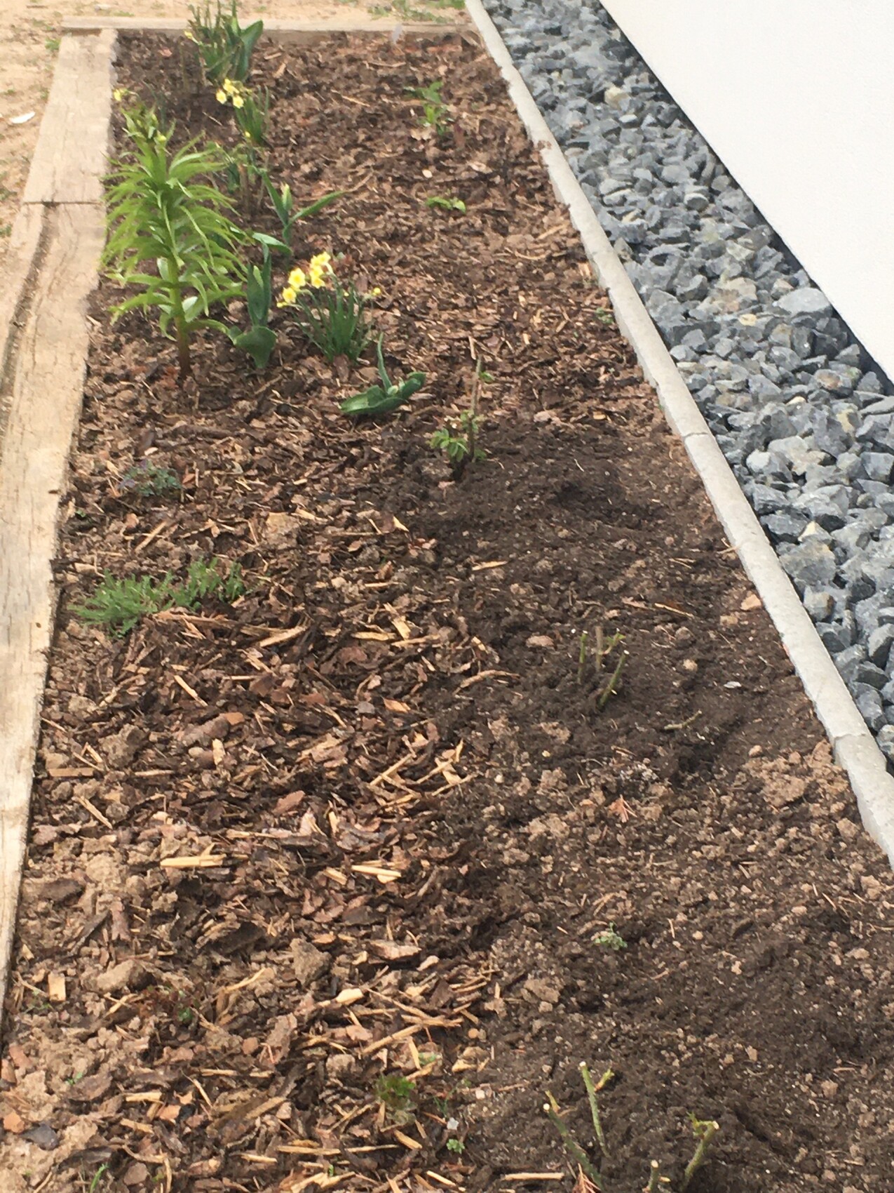 Gartenbeet mit Erde, Mulch, wenigen Pflanzen neben Kiesweg.