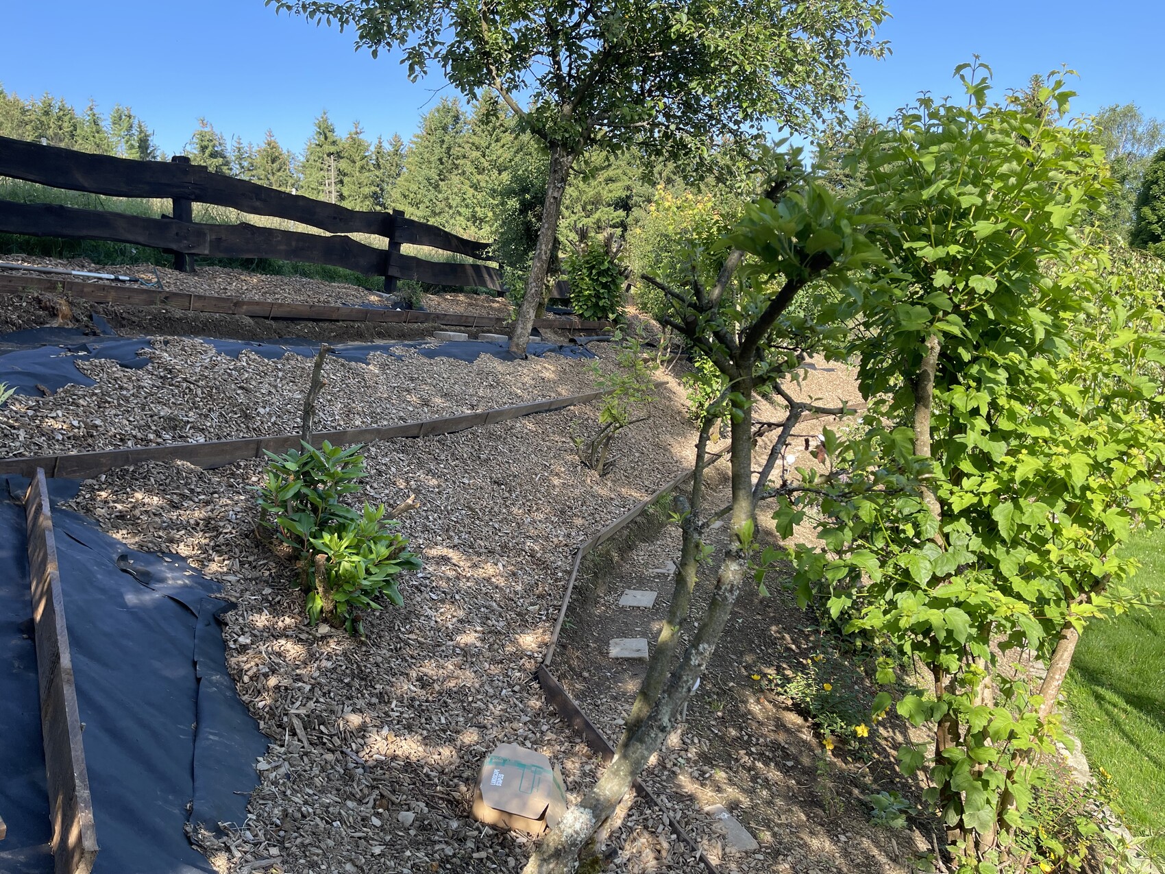 Garten mit Mulchbeeten, Holzrahmen, Baum, Sträucher und Holzzaun im Hintergrund unter blauem Himmel