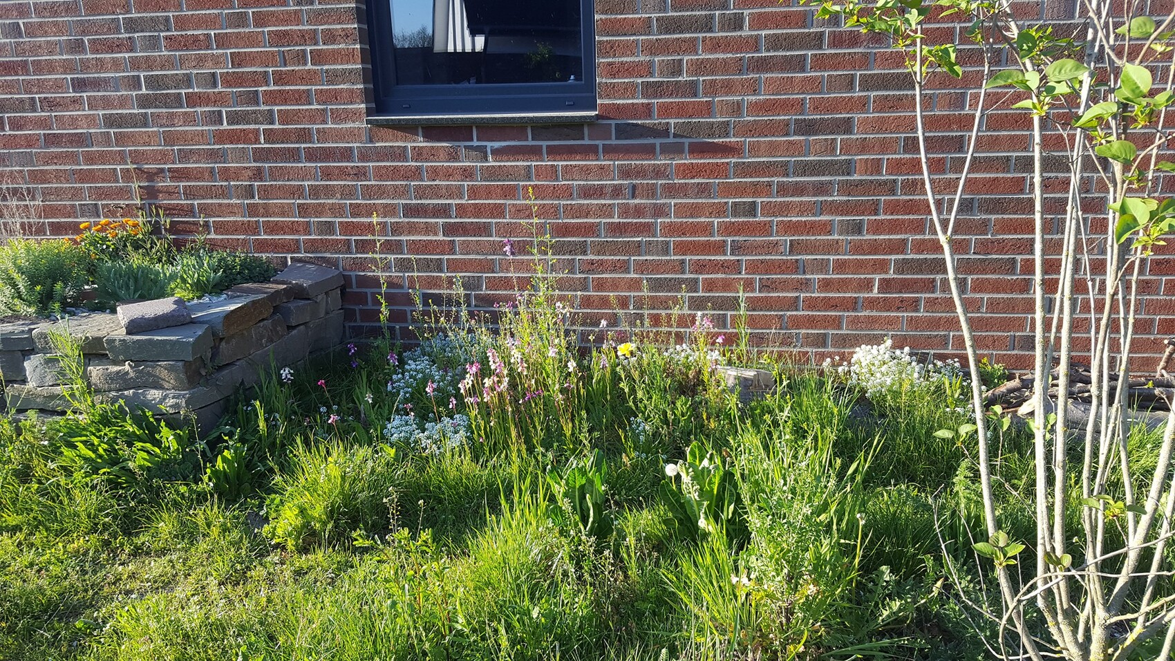 Gartenbeet mit Wildblumen vor roter Backsteinwand, Steinmauer und Sträuchern.