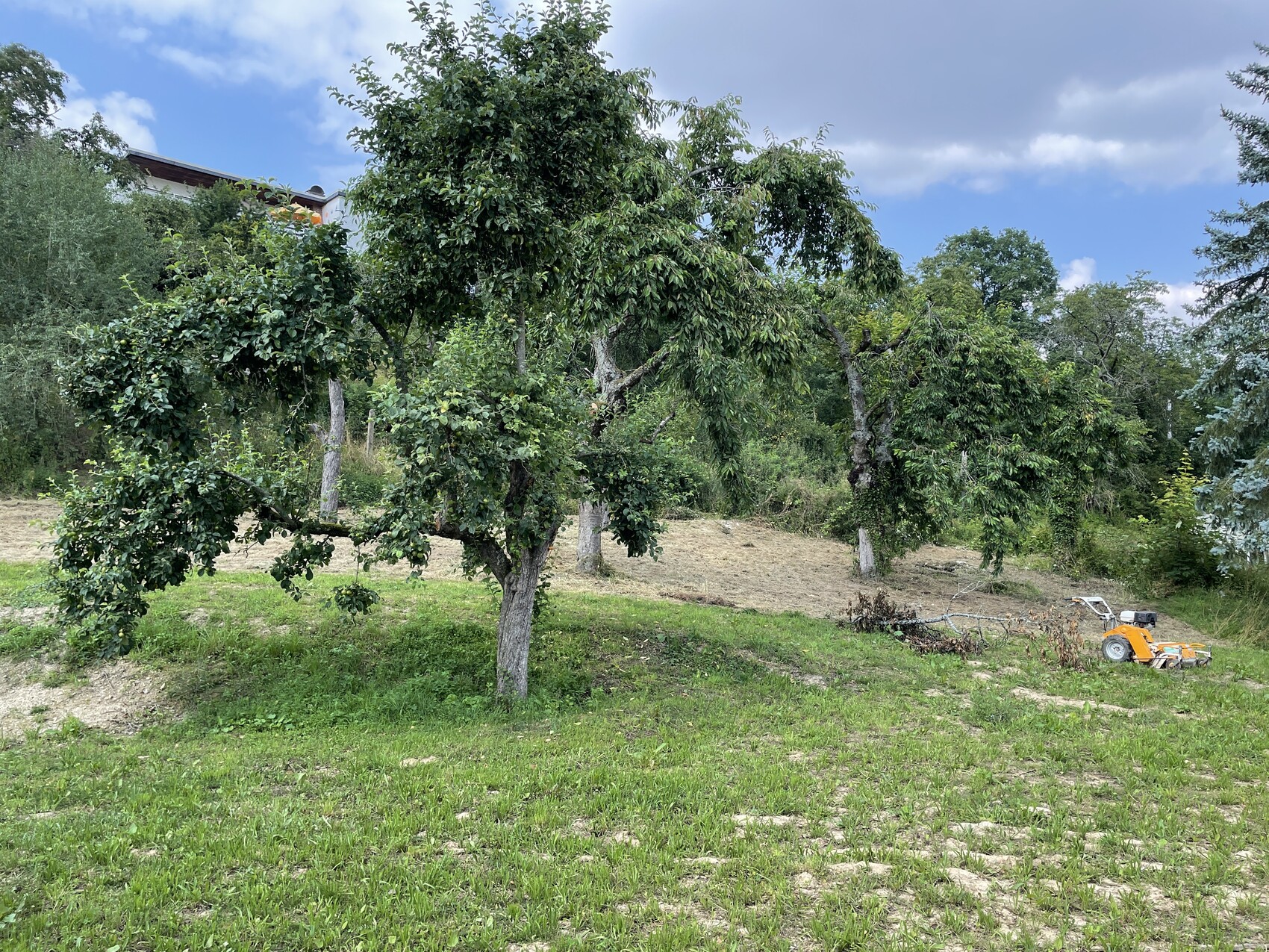 Gartenhang mit mehreren Bäumen, Grünschnitt-Stapel und einem orangefarbenen Häcksler rechts.