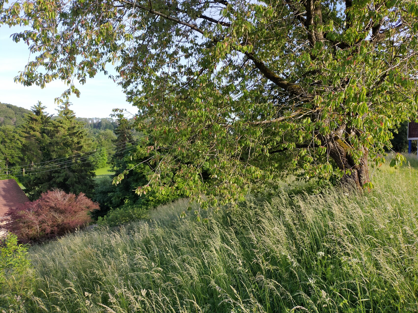 Hügeliges Grasland mit überhängendem Baum, hohes Gras im Vordergrund und Wald im Hintergrund.