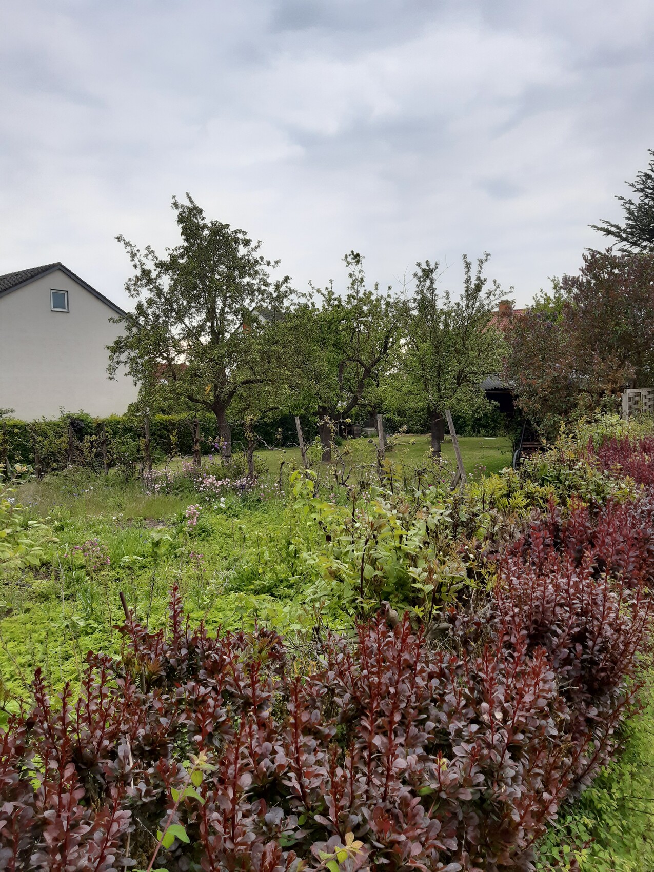 Garten mit roten Blättern im Vordergrund, Bäume, Wiese, Haus im Hintergrund.