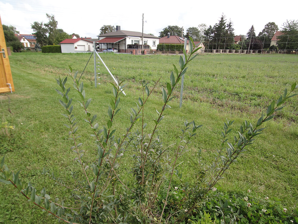 Gartenlandschaft mit Sträuchern im Vordergrund und Wohnhäusern im Hintergrund