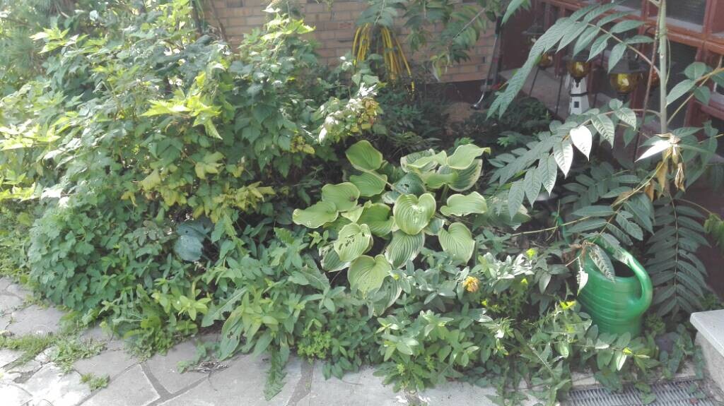 Üppige Gartenpflanzen am Gartenrand mit grüner Gießkanne.