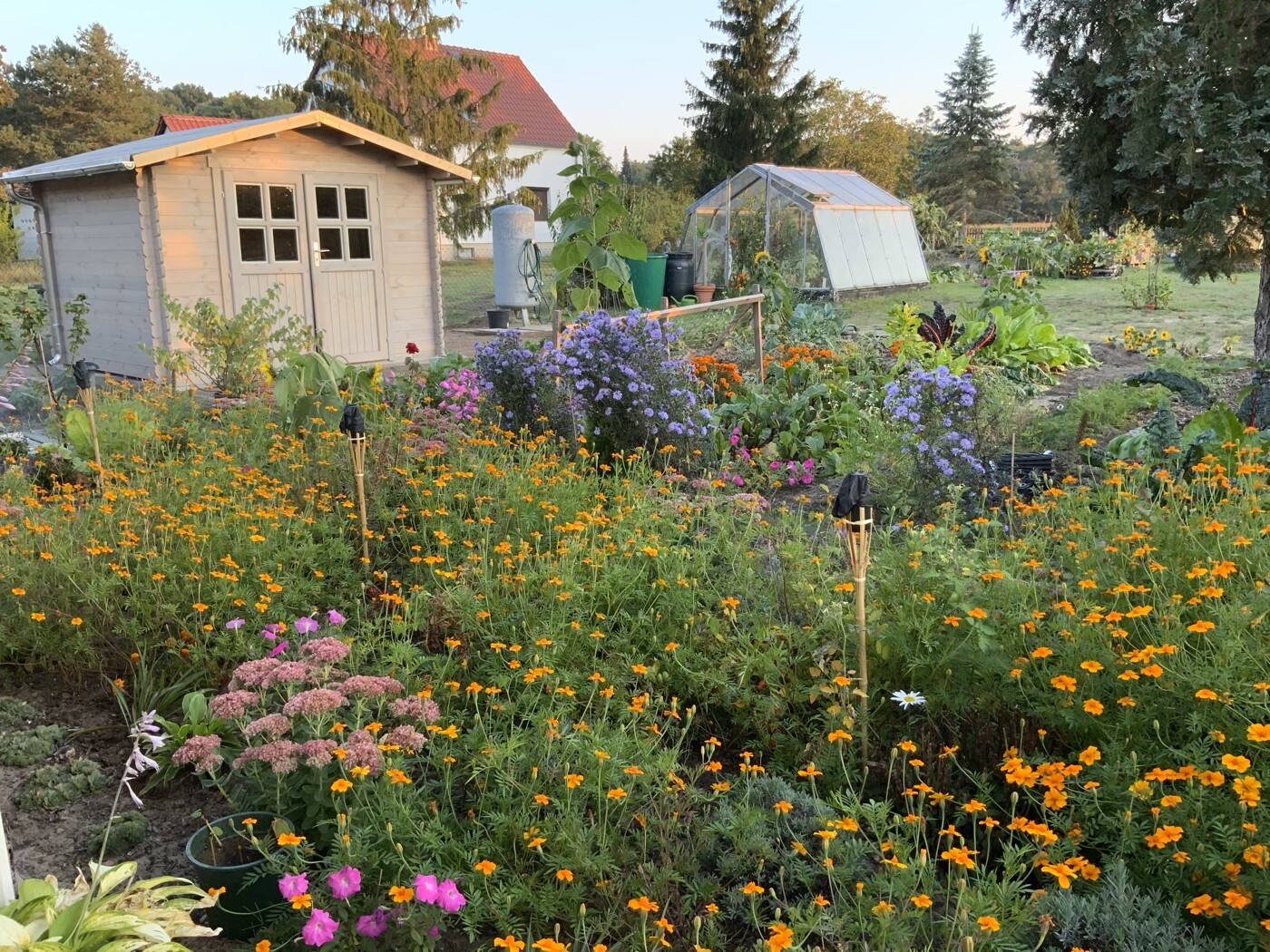 Garten mit kleinem Holzschuppen, Glas-Gewächshaus und blühenden Blumenbeeten.