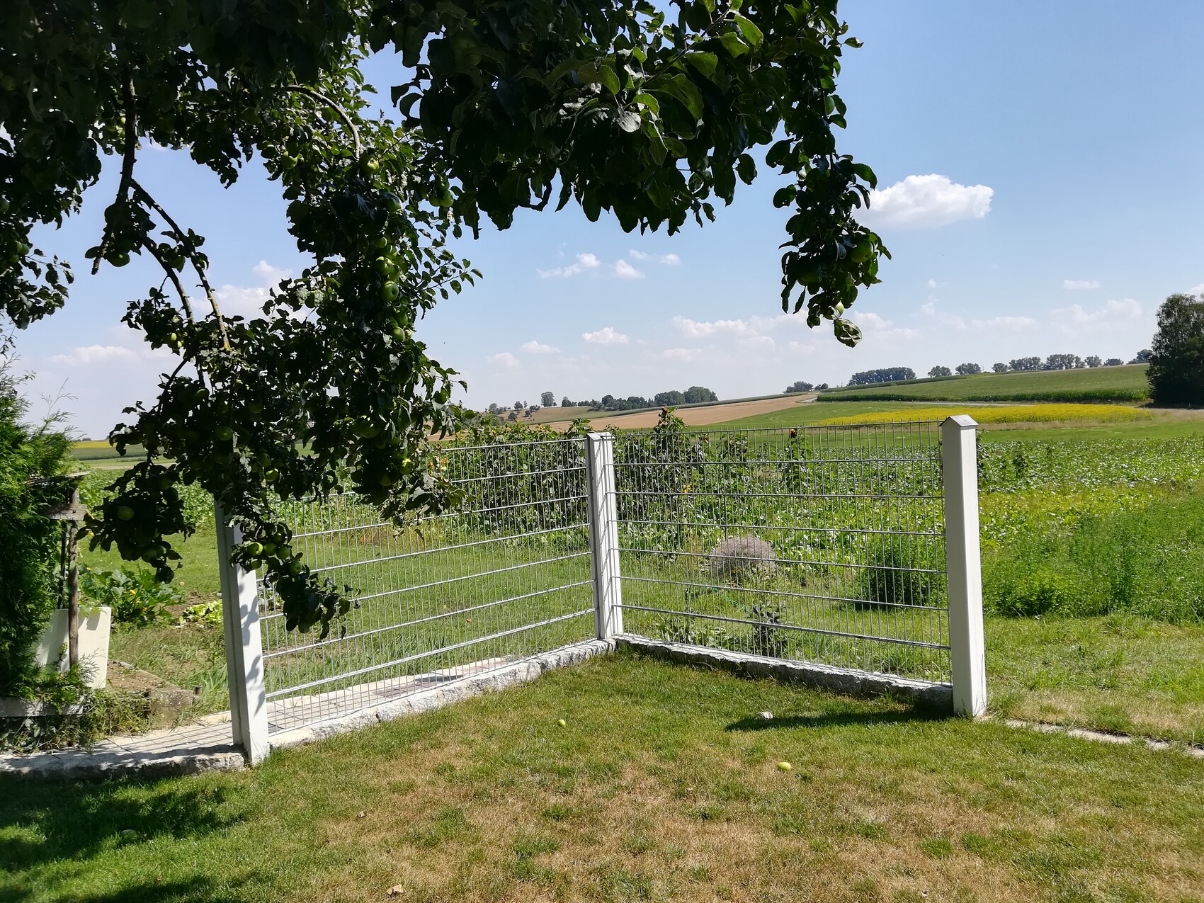 Obstbaum mit Äpfeln über weißem Metallzaun, grüne Wiese und Felder unter blauem Himmel.