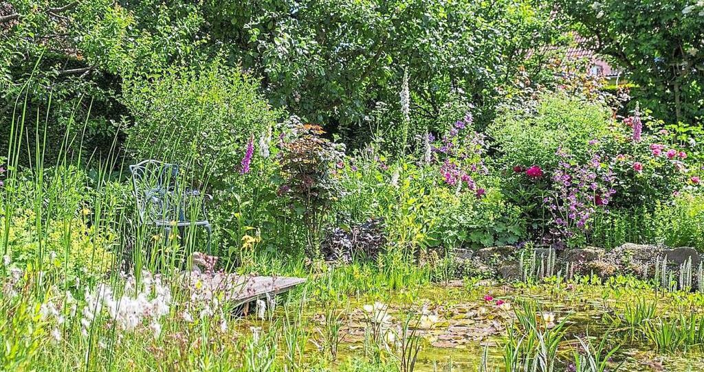 Garten mit Teich, Seerosen, Holzbrücke, Gartenbank und bunten Blumen.