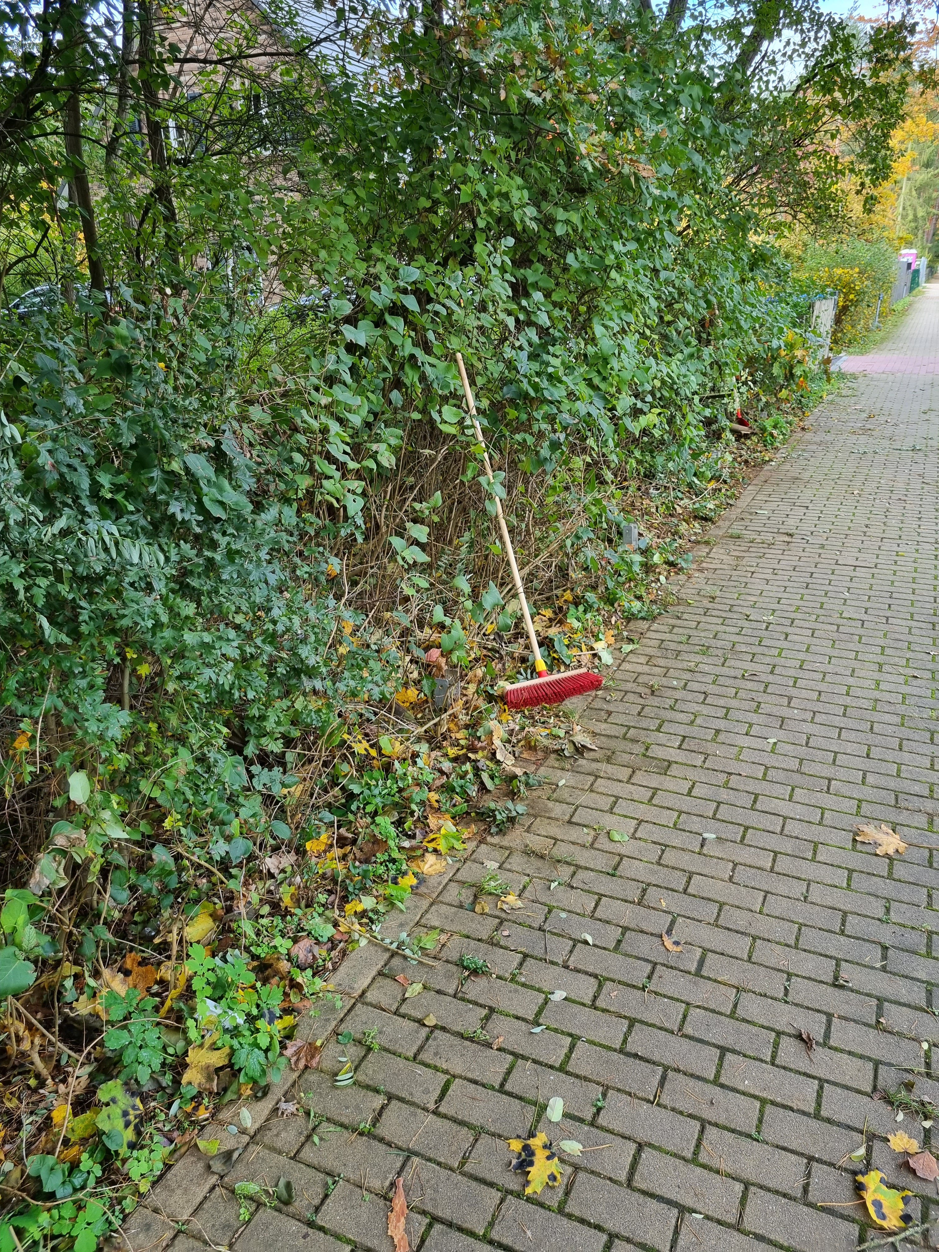 gartenweg-hecke-pflege-besen-im-herbst.jpg