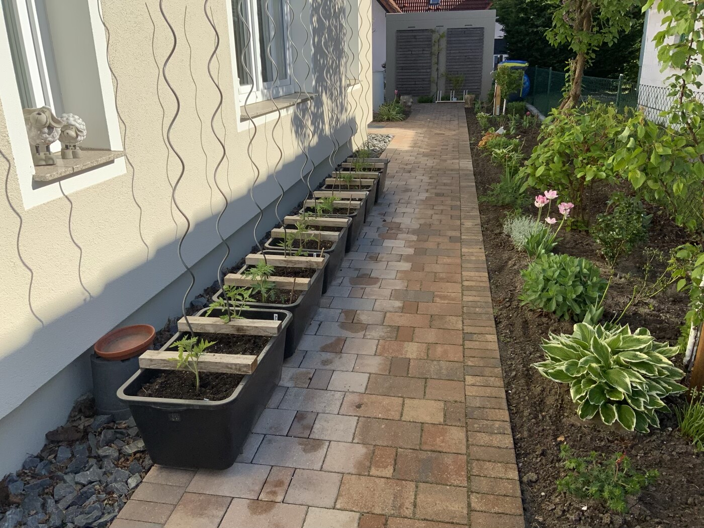 Gartenweg am Haus: Pflanzkisten an der Wand, gepflasterter Pfad, Beete mit Hostas und Tulpen.
