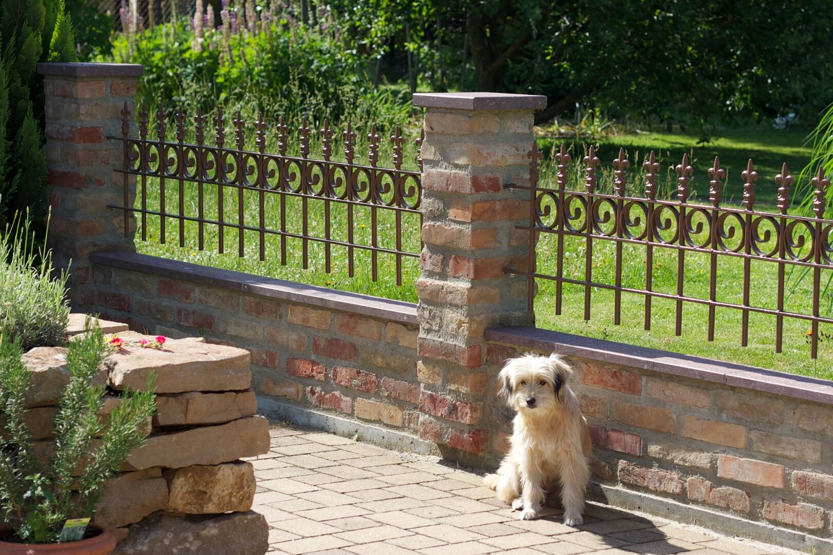 Kleiner heller Hund sitzt an einer Backsteinmauer neben dekorativem Eisenzaun im Garten.