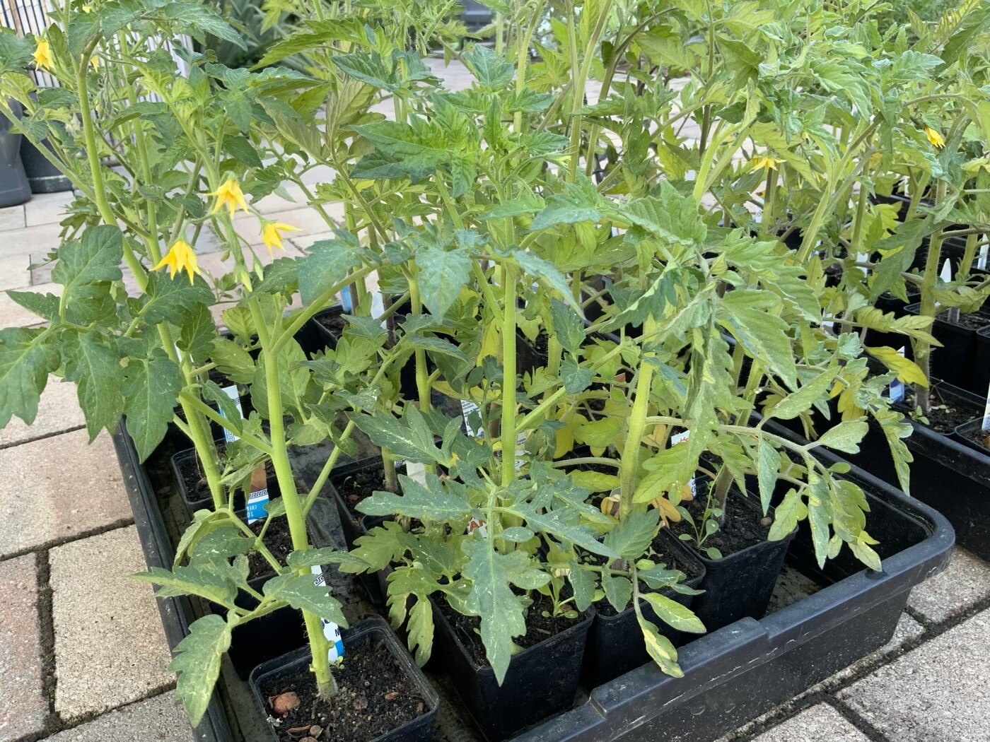 Tomatenpflanzen in schwarzen Töpfen, gelbe Blüten, auf Pflaster.