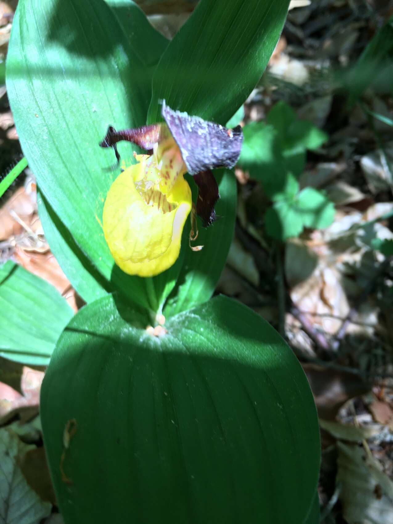 Nahaufnahme einer gelben Blüte mit großen grünen Blättern im Garten.