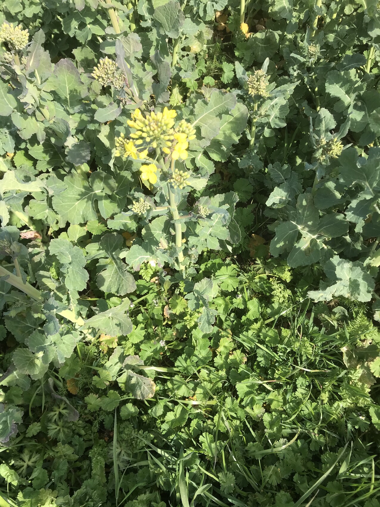 Mehrere Rapspflanzen mit gelben Blütenköpfen und großen grünen Blättern wachsen im Unkraut.