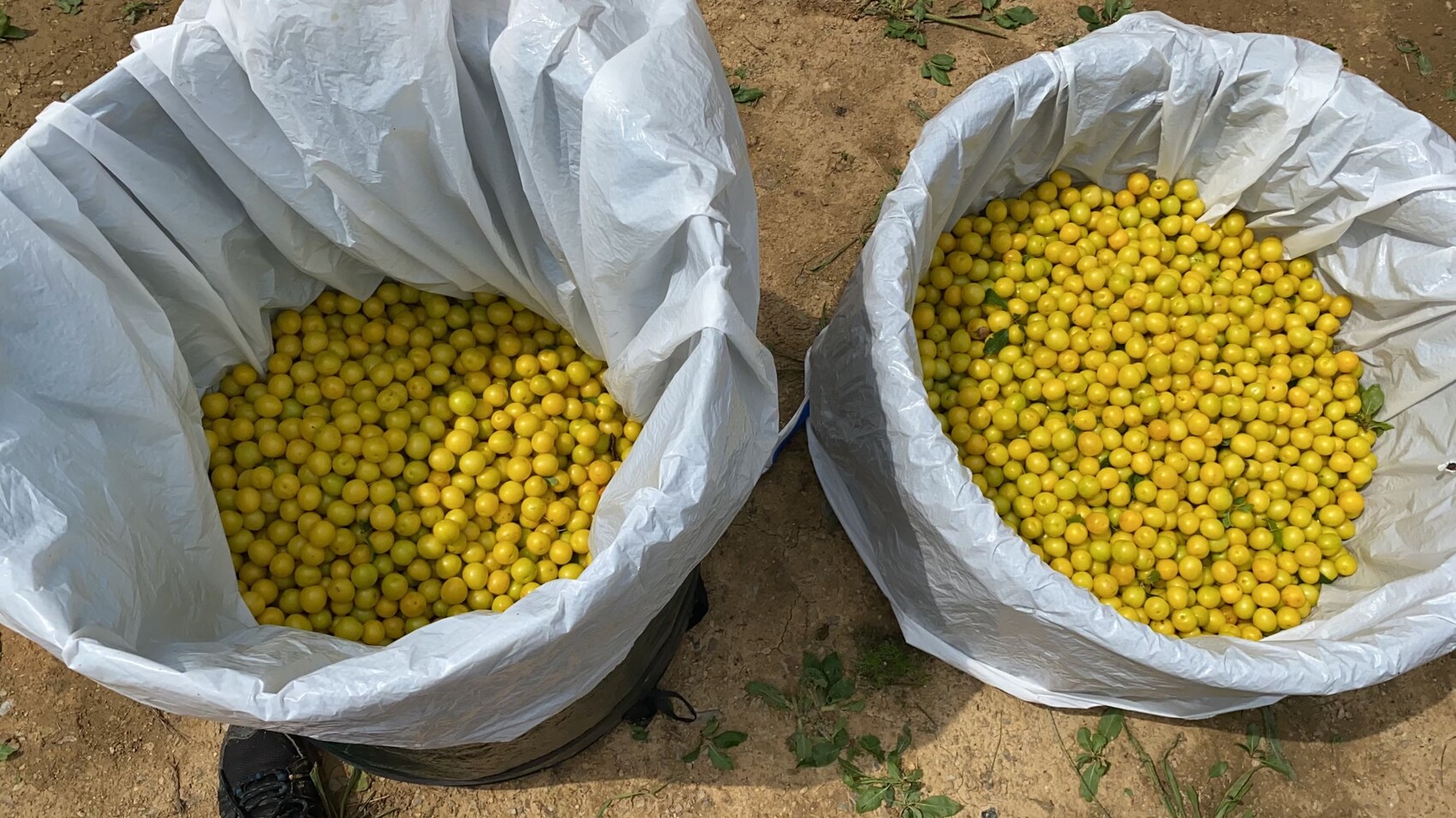 Zwei große silbergraue Beutel auf trockenem Boden, gefüllt mit gelben Früchten.