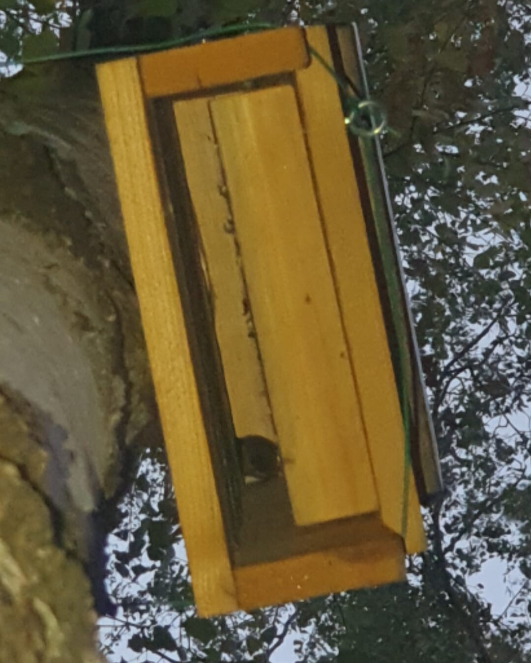 Gelbes Holzhäuschen an einem Baum, rechteckig, vermutlich Vogelhaus oder Futterstation.