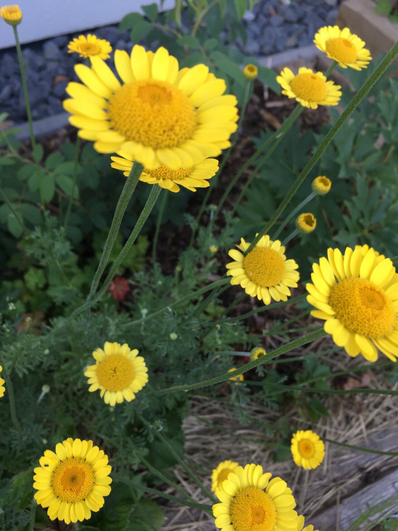 Gelbe Gartenblumen mit runden Blütenköpfen wachsen im Beet eines Gartens
