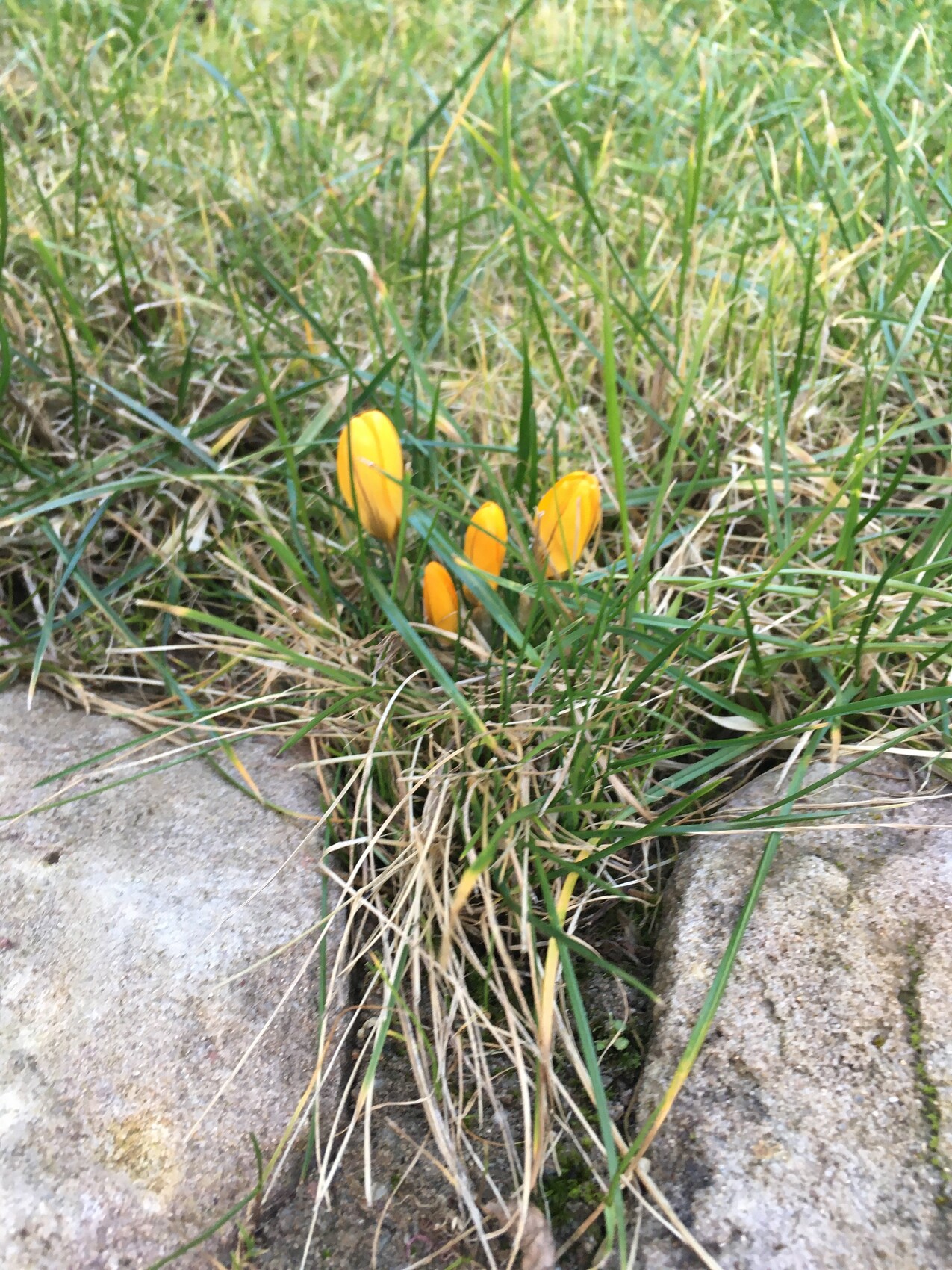 Kleine gelb-orange Crocus-Knospen wachsen zwischen Gras und Steinen.