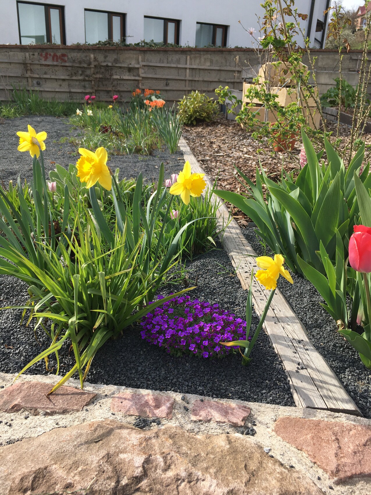 Gartenbeet im Vordergrund mit gelben Narzissen, lila Blüten und Tulpen am Holzrand.