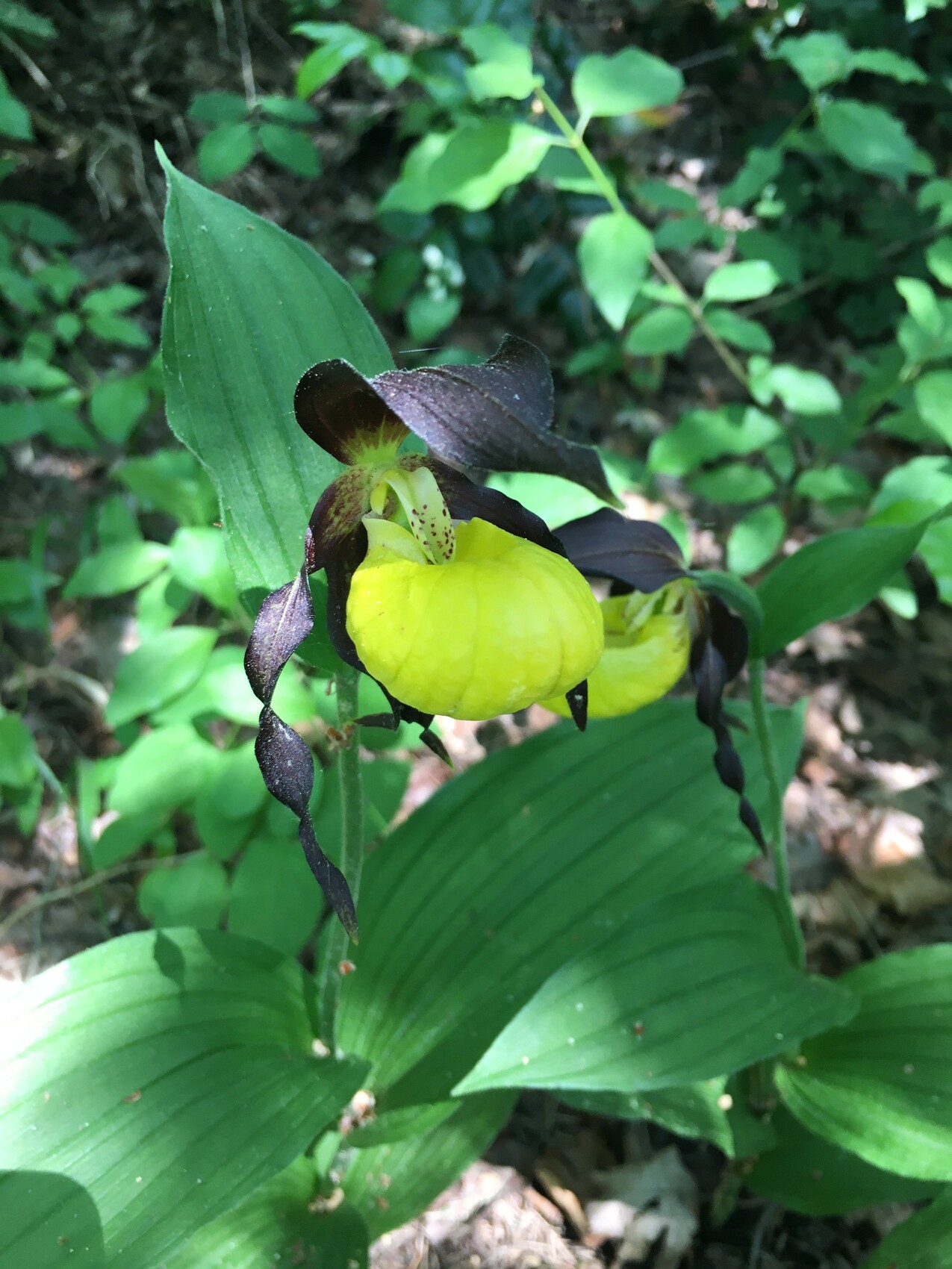 Gelbe Pantoffelorchidee (Schuhorchidee) mit dunkelvioletten Blüten im Wald.