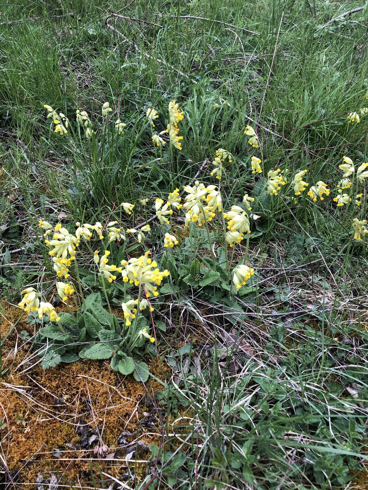 Gelbe Primelblüten wachsen in Gras, Moos und Gräsern einer Gartenwiese.