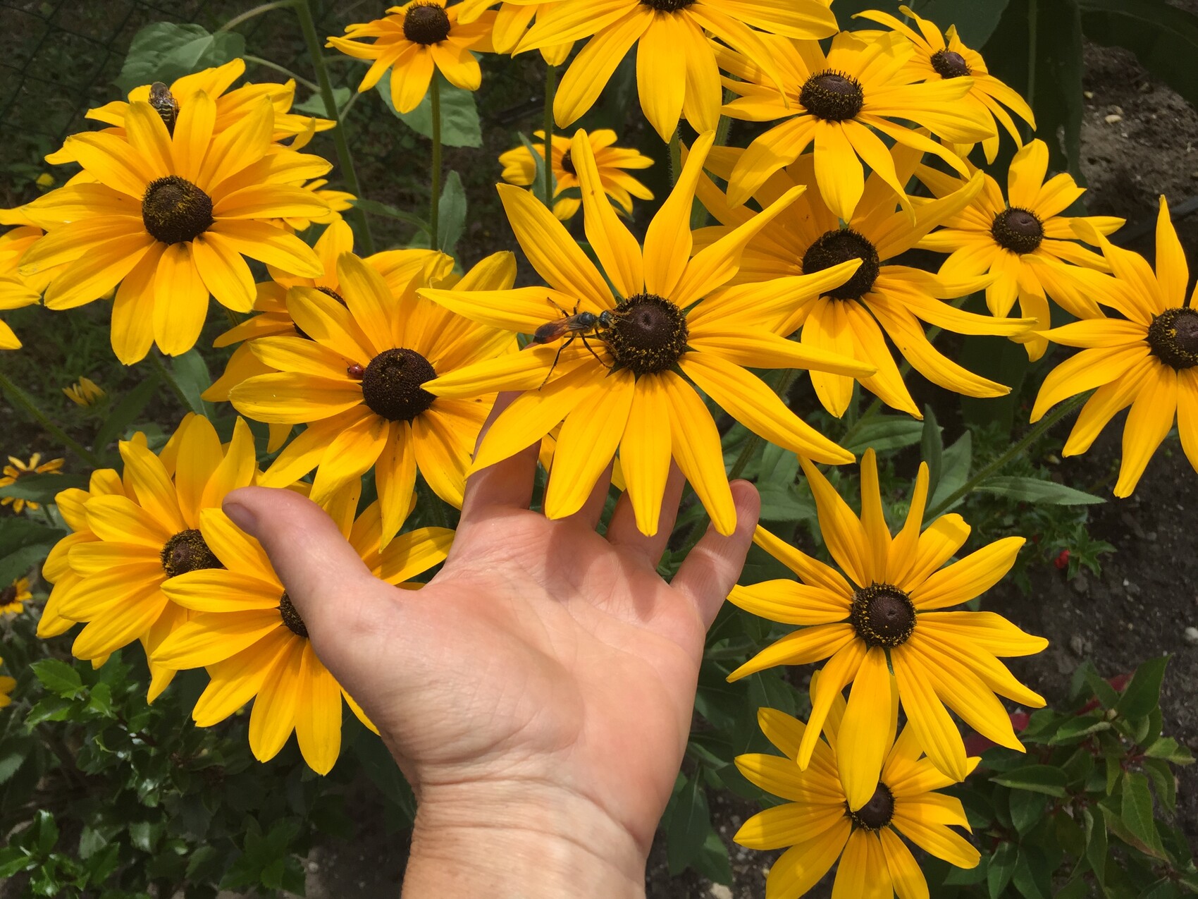 Gelbe Rudbeckien mit dunklem Zentrum; eine Hand berührt eine Blüte.
