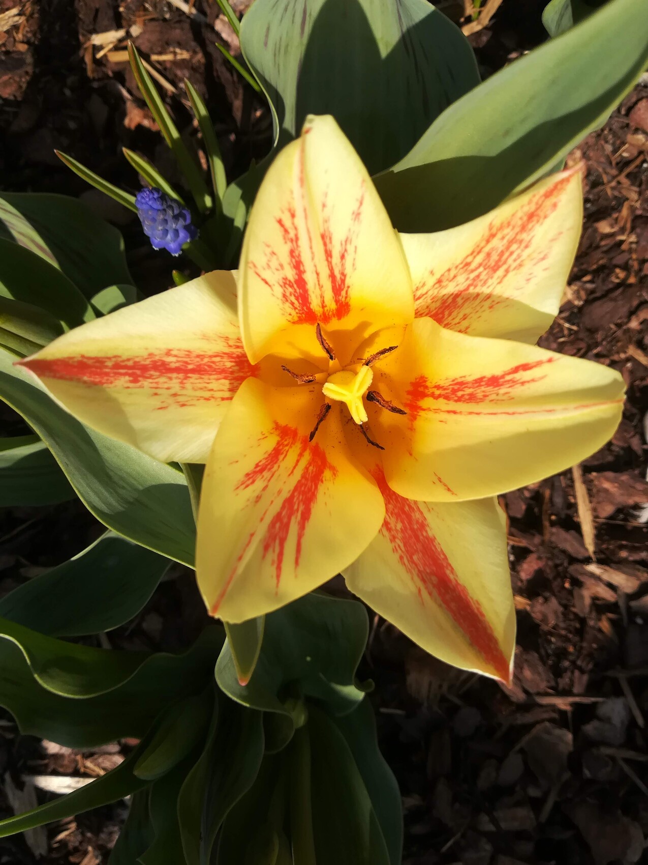 Gelbe Tulpe mit roten Streifen vor grünen Blättern, kleine blaue Blüte im Hintergrund.