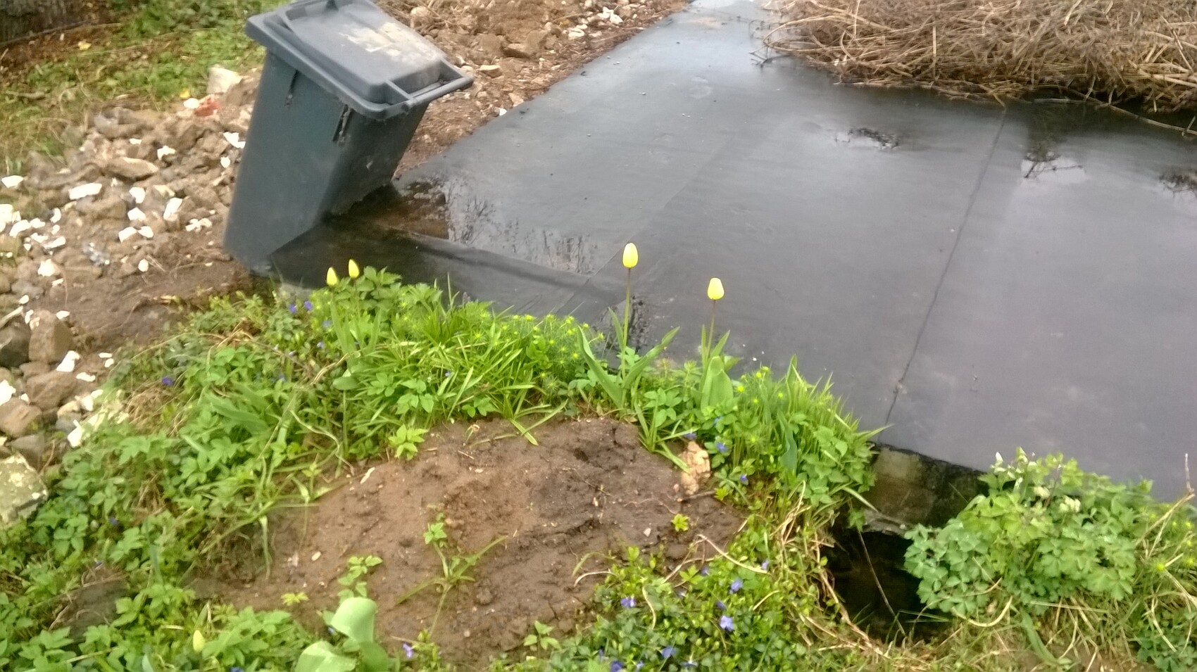 Müllcontainer kippt am Ufer eines Teichs mit schwarzer Folie, von Pflanzen umgeben.