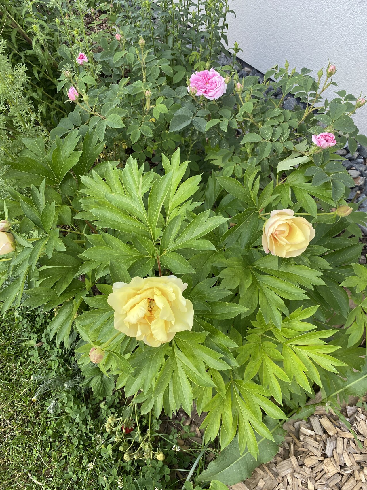 Rosenstrauch mit gelben und rosa Blüten, grünem Laub und Mulchboden im Garten