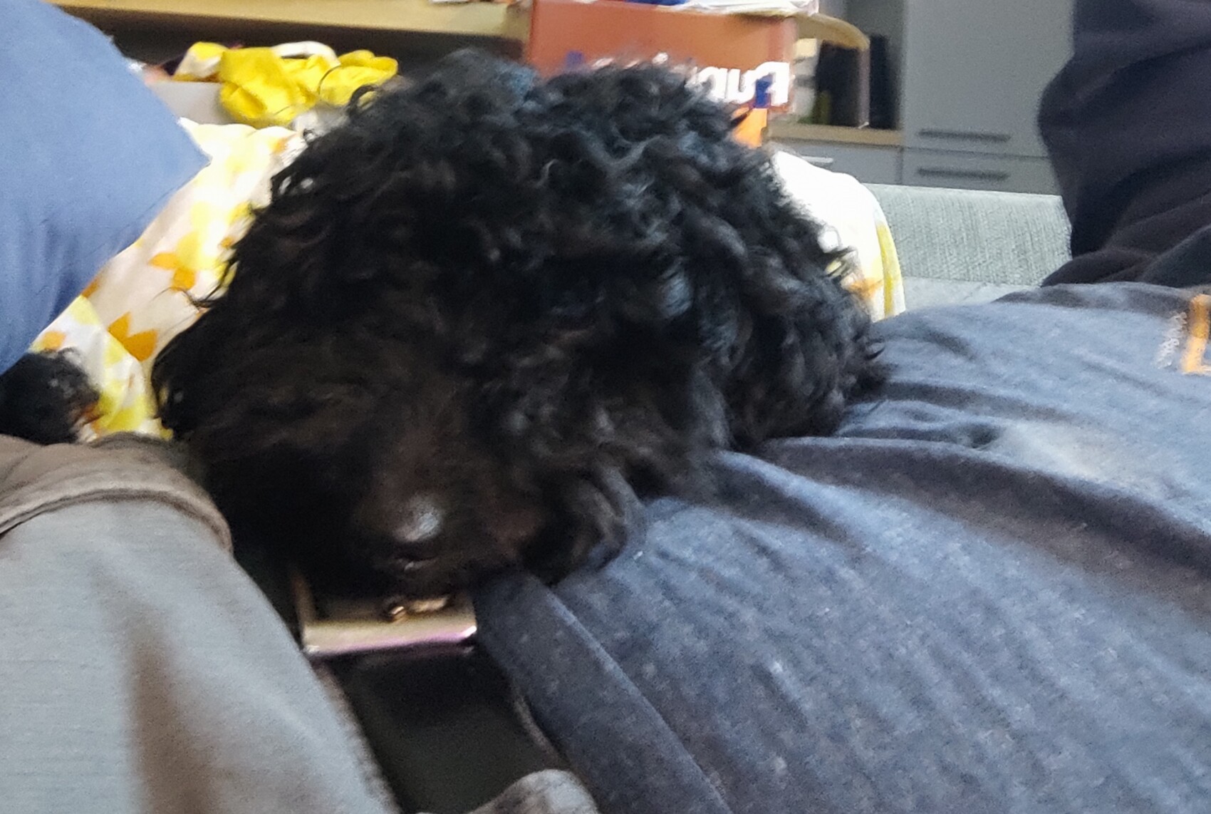 Kleiner schwarzer, lockiger Hund liegt entspannt auf grauem Sofa; gelb gemusterte Decke im Hintergrund.
