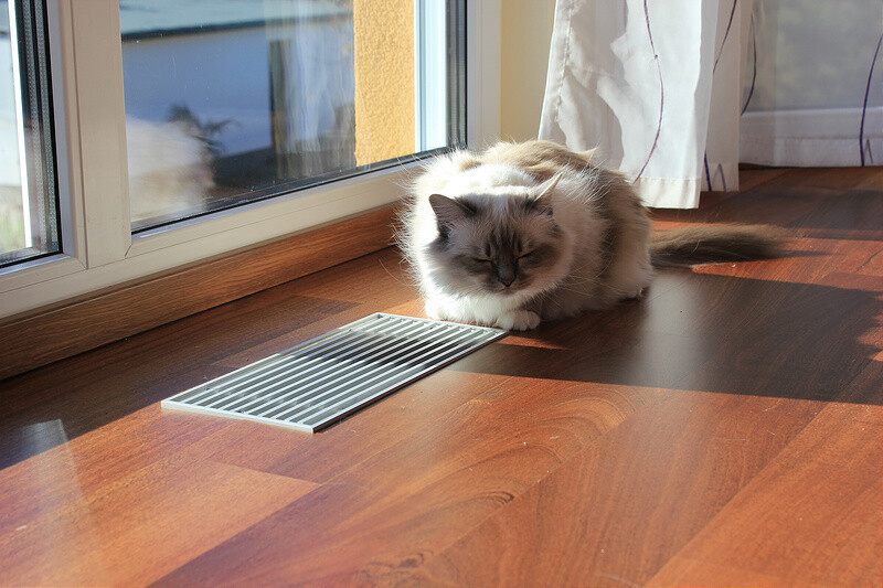 Langhaarige Katze liegt auf Holzboden neben Fenster, Sonnenlicht fällt aufs Lüftungsgitter.