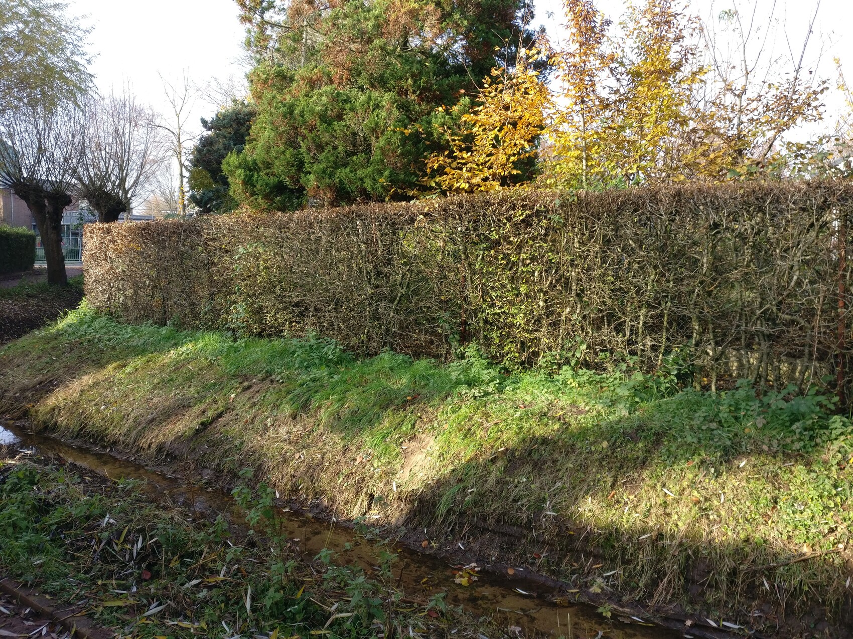 Gepflegte Hecke am Ufer eines kleinen Grabens; Herbstlaub und Bäume dahinter.