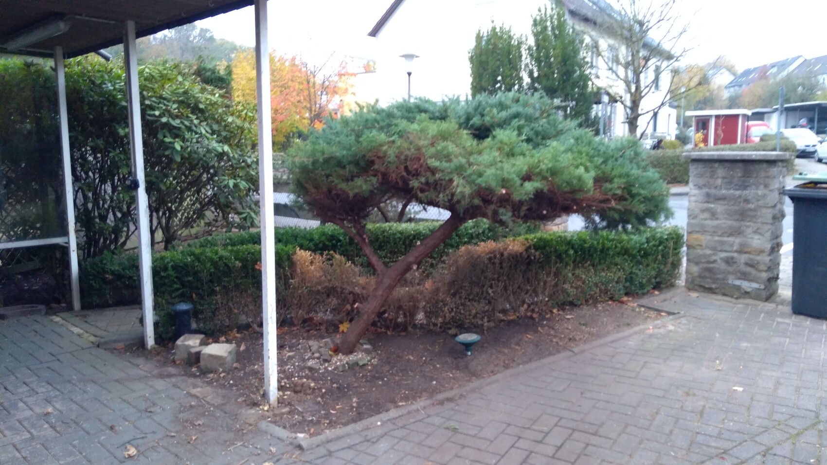 Gehweg-Vorgarten: schräg stehender, buschiger Baum vor dichter Hecke, rechts Steinpfeiler.