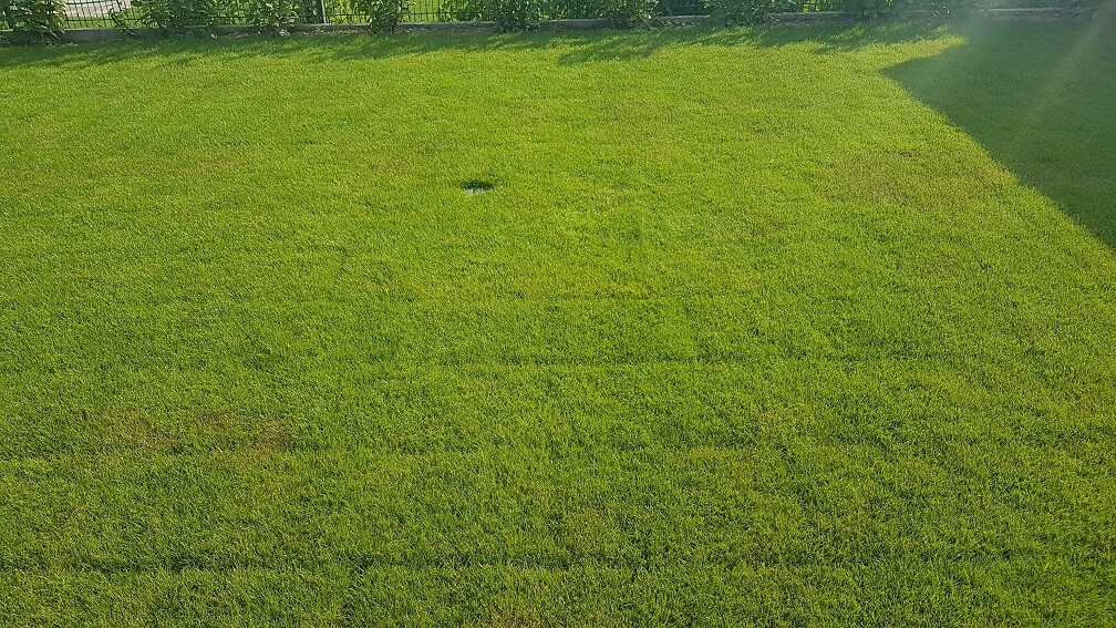 Große grüne Rasenfläche im Garten, Zaun am oberen Rand sichtbar