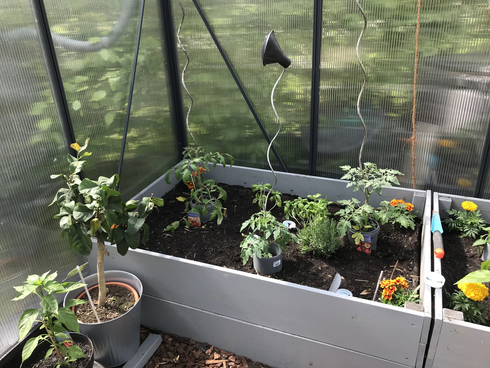 Gewächshaus mit Hochbeeten: Tomatenpflanzen, Ringelblumen, Kräuter und Gartengeräte.