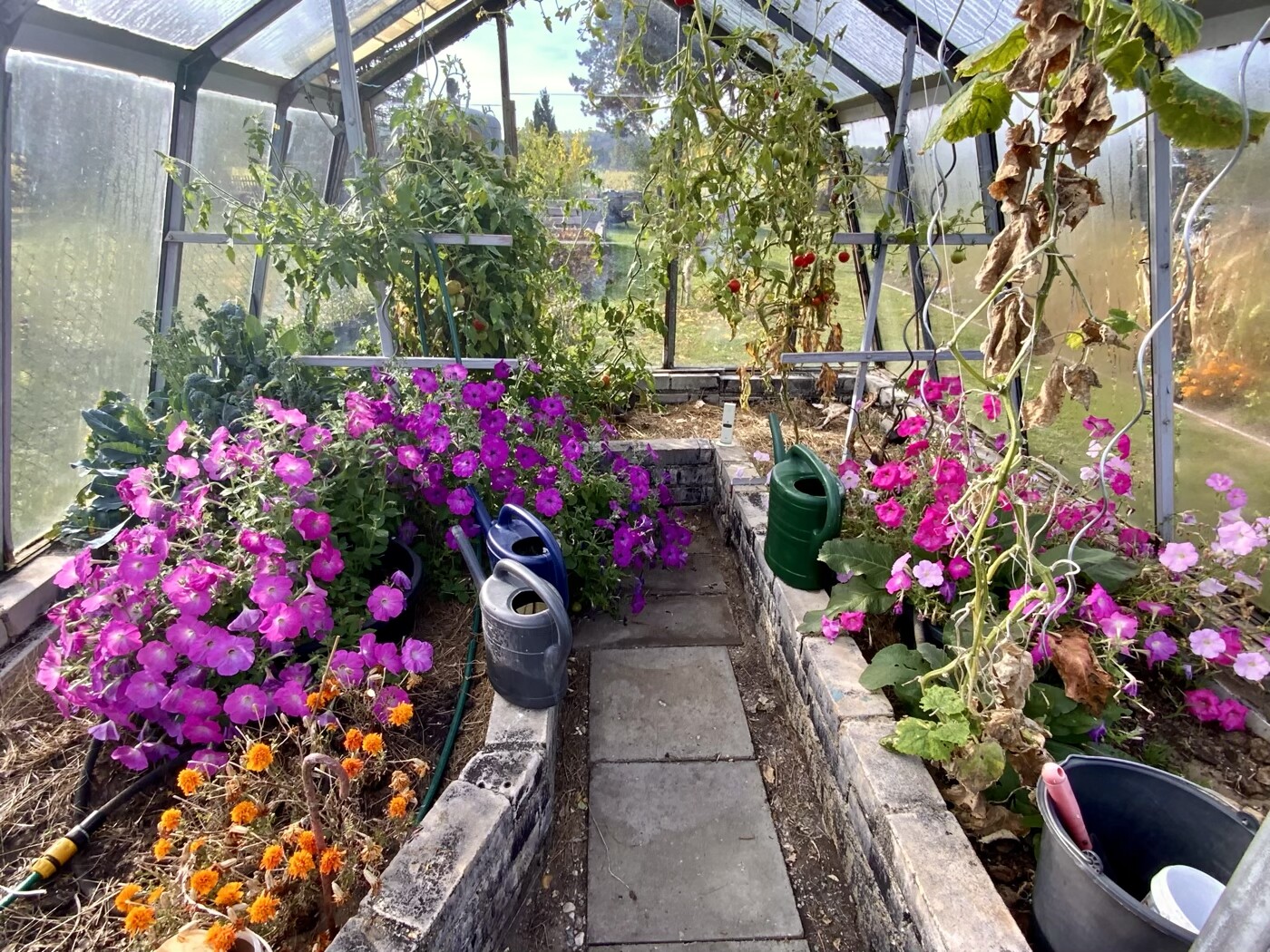 Gewächshaus voller pinker Petunien, Tomatenpflanzen, Gießkannen und Beeten.