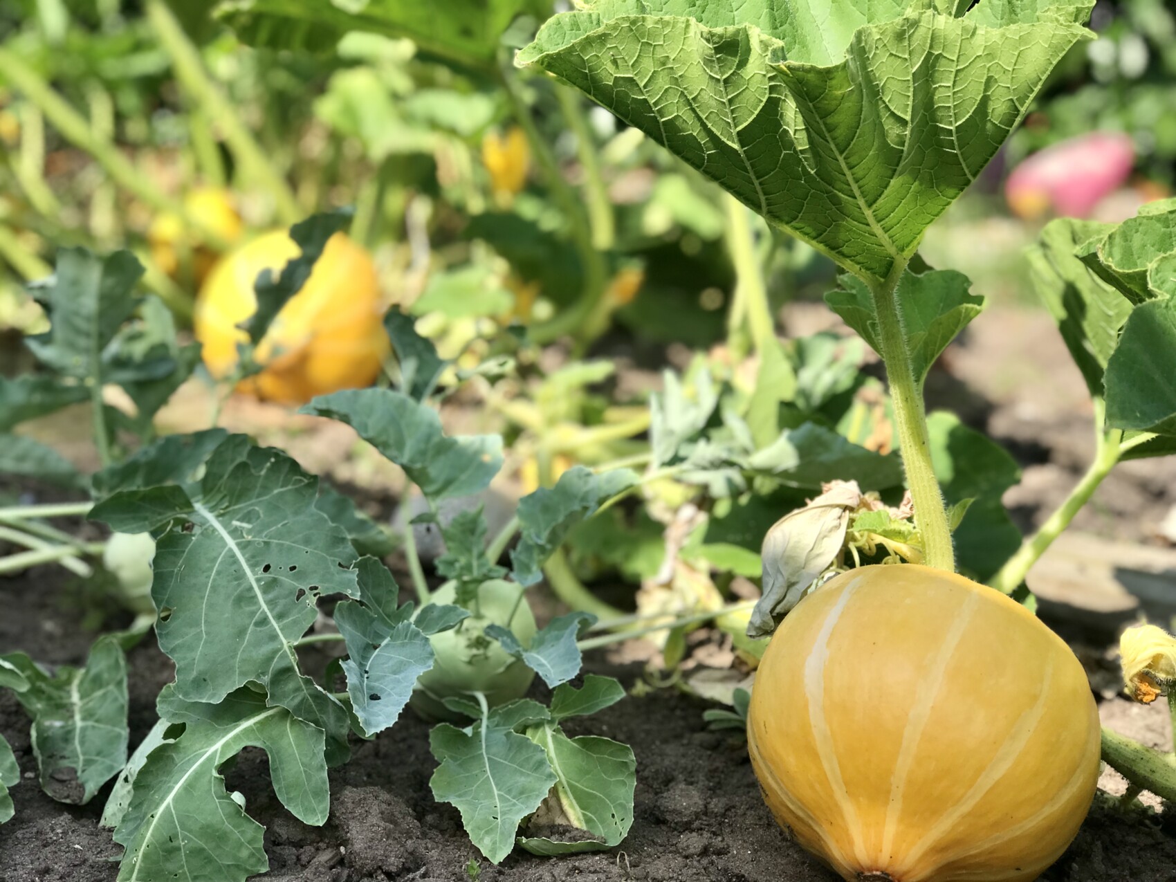 Gelber Kürbis liegt am Boden zwischen grünen Kürbisblättern im Garten.