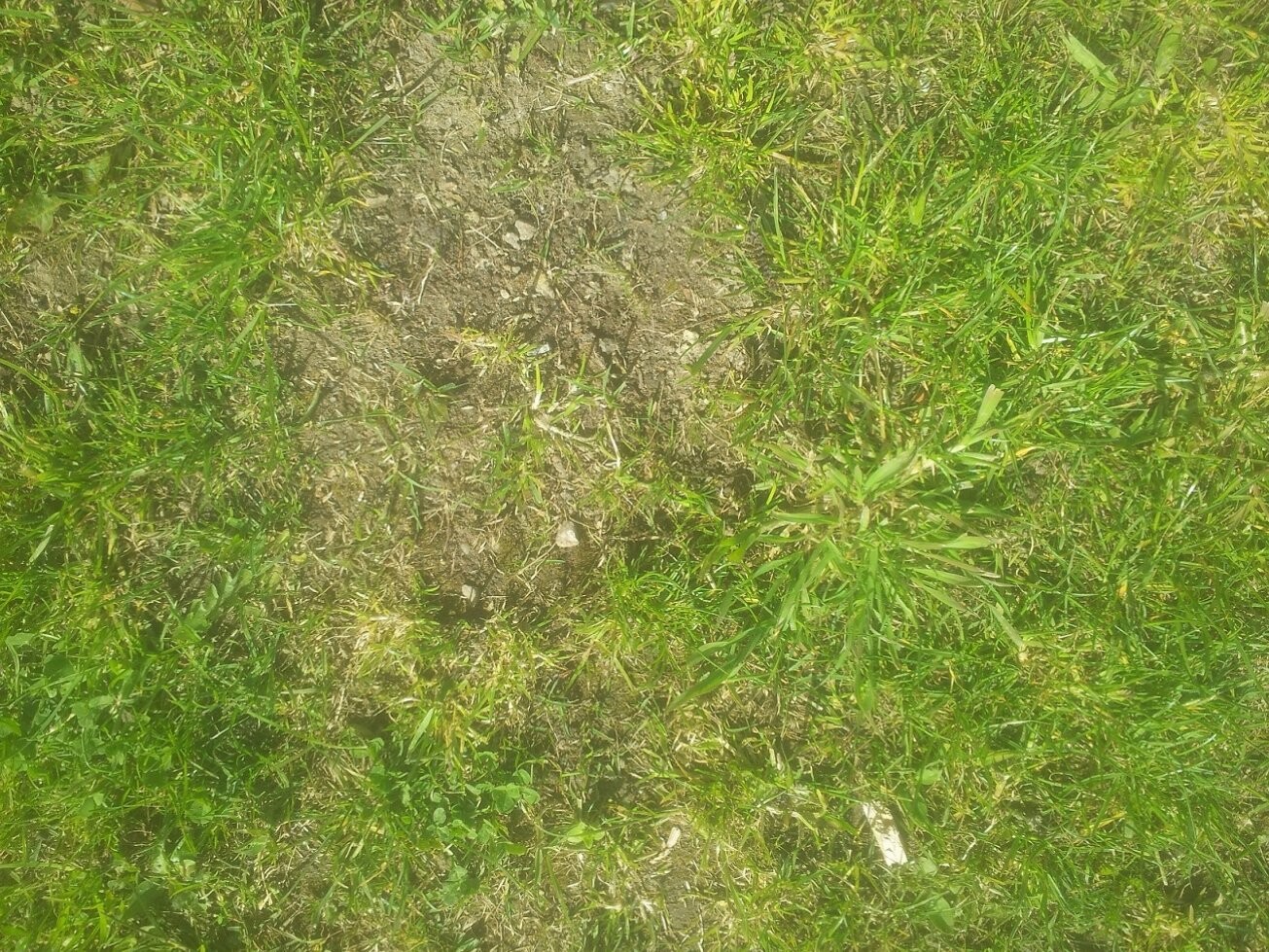 Nahaufnahme von grünem Gras und erdigem Boden im Garten, unebene Fläche